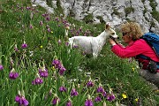 SENTIERO DEI FIORI CLAUDIO BRISSONI, percorso con giro ad anello, partendo dal Rif. Capanna 2000 il 5 luglio 2017 - FOTOGALLERY